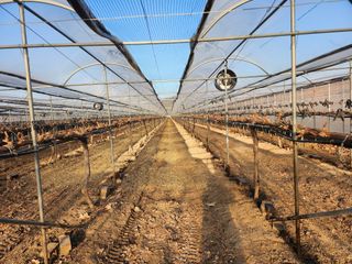 박유순님의 포도 · 영농일지 작성글 사진