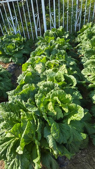 윤두현님의 기타작물 · 영농일지 작성글 사진