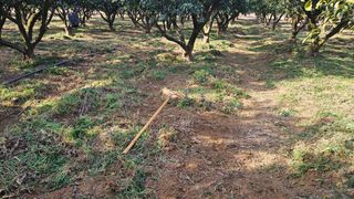 옥재벌님의 기타작물 · 영농일지 작성글 사진