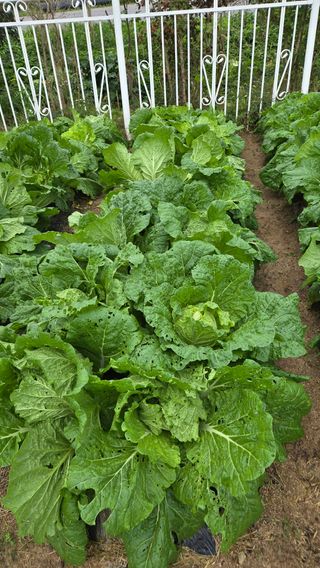 윤두현님의 기타작물 · 영농일지 작성글 사진