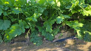 윤두현님의 기타작물 · 영농일지 작성글 사진