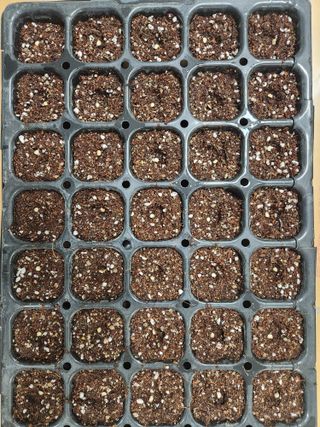 노복우님의 고추 · 영농일지 작성글 사진