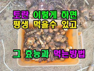 꿈꾸는텃밭님의 기타작물 · 영농일지 작성글 사진