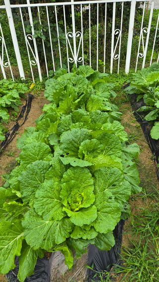 윤두현님의 기타작물 · 영농일지 작성글 사진