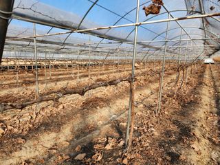 잘살아보세님의 포도 · 영농일지 작성글 사진