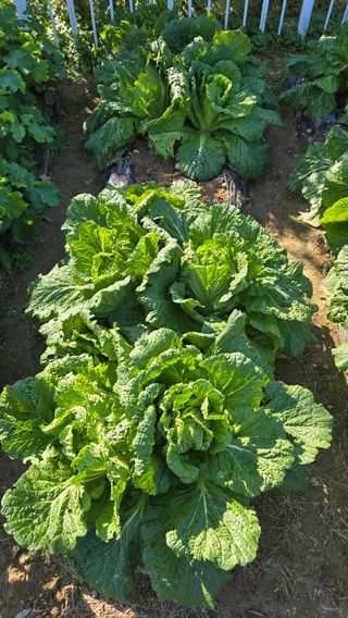 윤두현님의 기타작물 · 영농일지 작성글 사진