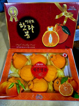 민성종묘(감귤묘목)님의 기타작물 · 영농일지 작성글 사진
