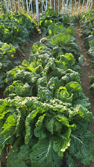 윤두현님의 기타작물 · 영농일지 작성글 사진