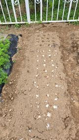 팜모닝 기타작물·영농일지 게시글 이미지