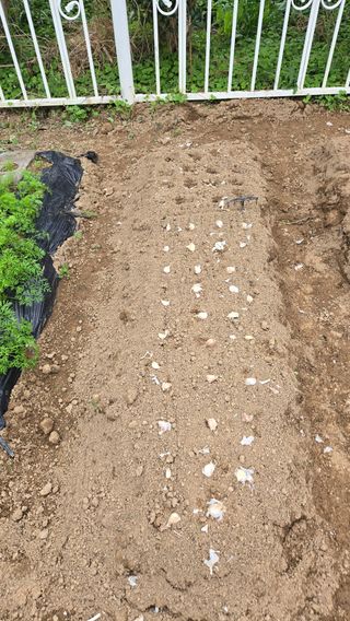 윤두현님의 기타작물 · 영농일지 작성글 사진