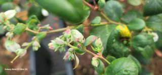 나산 블루베리농원님의 블루베리 · 영농일지 작성글 사진