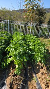 팜모닝 기타작물·영농일지 게시글 이미지