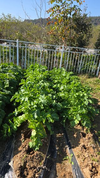 윤두현님의 기타작물 · 영농일지 작성글 사진