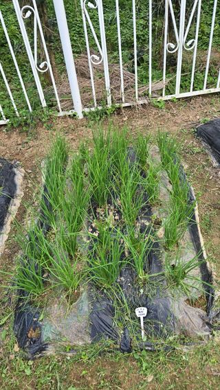 윤두현님의 기타작물 · 영농일지 작성글 사진