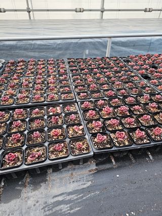 신상섭님의 기타작물 · 영농일지 작성글 사진