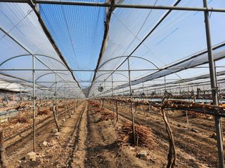 박유순님의 포도 · 영농일지 작성글 사진