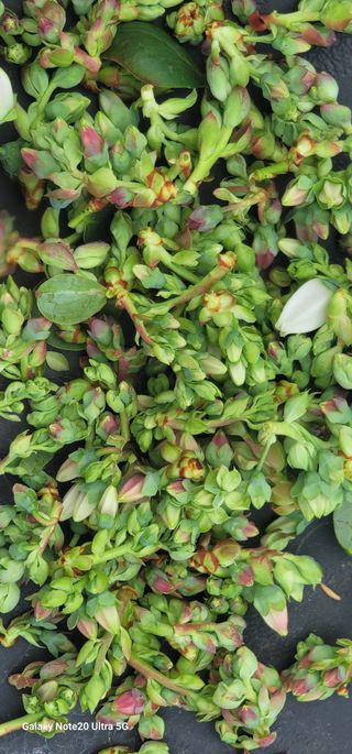 나산 블루베리농원님의 블루베리 · 영농일지 작성글 사진