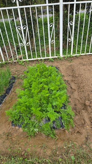 윤두현님의 기타작물 · 영농일지 작성글 사진