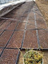 팜모닝 파·영농일지 게시글 이미지