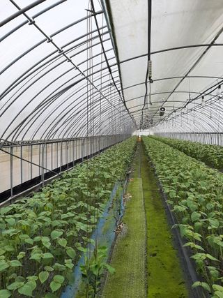 설용걸님의 귤 · 영농일지 작성글 사진