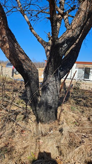 대봉농원 이경화님의 기타작물 · 영농일지 작성글 사진