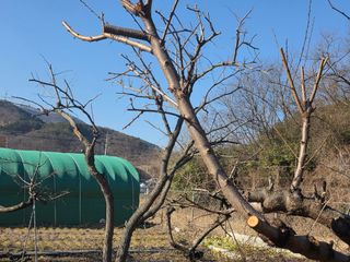 의령사랑영애님의 기타작물 · 영농일지 작성글 사진