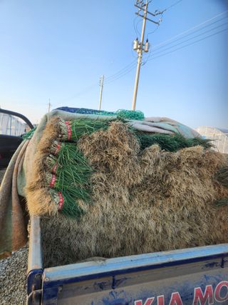 김저팔계님의 파 · 영농일지 작성글 사진