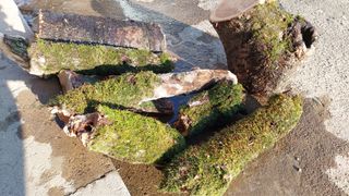 유병욱님의 기타작물 · 영농일지 작성글 사진