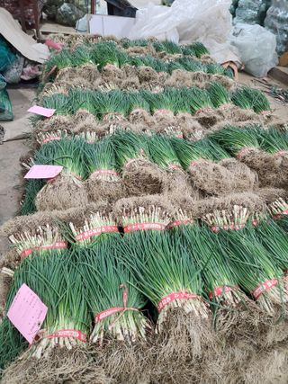 김저팔계님의 파 · 영농일지 작성글 사진