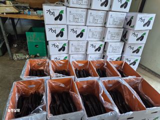 늘햇살팜 님의 기타작물 · 영농일지 작성글 사진