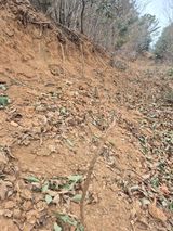 팜모닝 두릅·영농일지 게시글 이미지