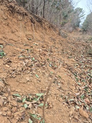 허봉모 님의 두릅 · 영농일지 작성글 사진