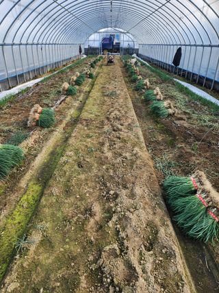 김저팔계님의 파 · 영농일지 작성글 사진