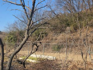 의령사랑영애님의 기타작물 · 영농일지 작성글 사진