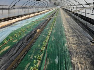 김동식님의 기타작물 · 영농일지 작성글 사진