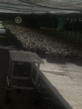 팜모닝 기타작물·영농일지 게시글 이미지