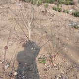 팜모닝 기타작물·영농일지 게시글 이미지