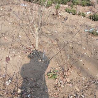 섬진강님의 기타작물 · 영농일지 작성글 사진