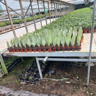 두릅나무15847님의 기타작물 · 영농일지 작성글 사진