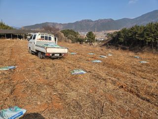고성해솔농원님의 옥수수 · 영농일지 작성글 사진