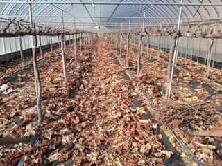 이경주님의 포도 · 영농일지 작성글 사진