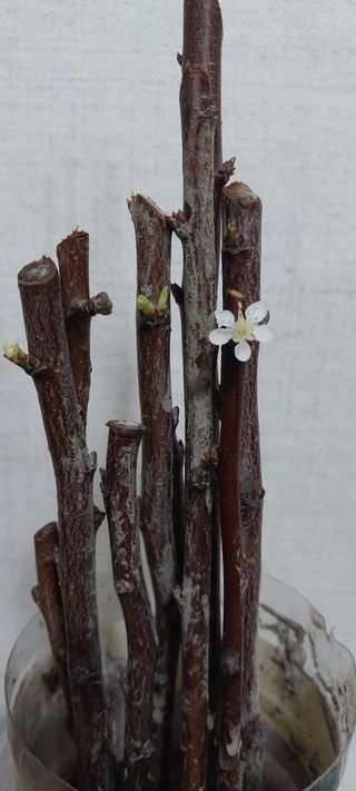 주말 텃밭 농부님의 기타작물 · 영농일지 작성글 사진