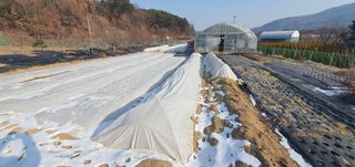 박상중님의 시금치 · 영농일지 작성글 사진