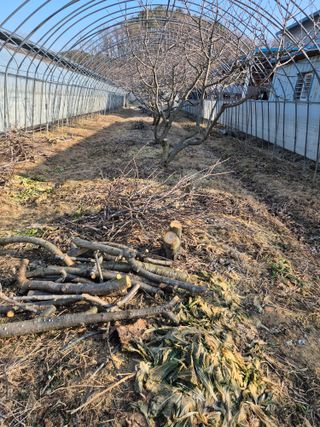 농민님의 기타작물 · 영농일지 작성글 사진