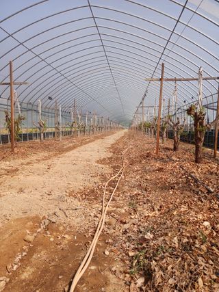 팜모닝회원이성구님의 기타작물 · 영농일지 작성글 사진