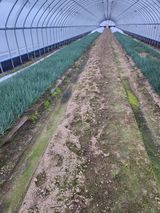 팜모닝 파·영농일지 게시글 이미지