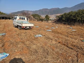 고성해솔농원님의 옥수수 · 영농일지 작성글 사진