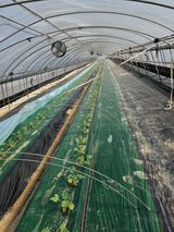 팜모닝 기타작물·영농일지 게시글 이미지