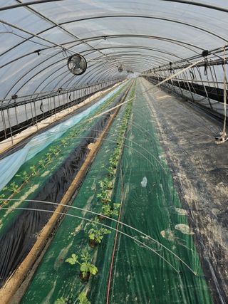 김동식님의 기타작물 · 영농일지 작성글 사진