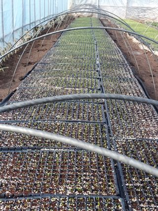 심재룡님의 파 · 영농일지 작성글 사진